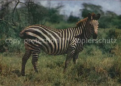 Zebra  Kat. Tiere