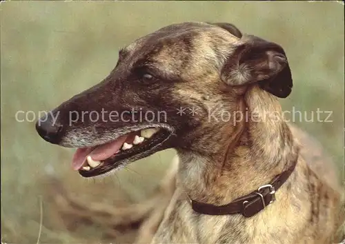 Hunde Greyhound Kat. Tiere