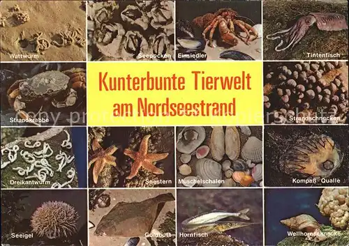 Meerestiere Nordseestrand Tintenfisch Kompass Qualle Seeigel Seestern  Kat. Tiere