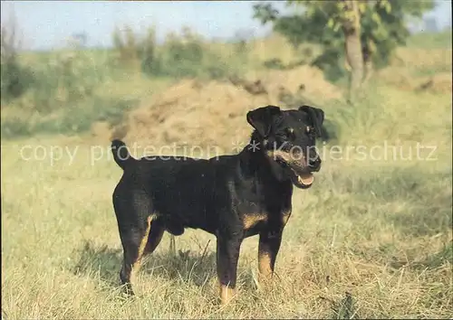 Hunde Deutscher Jagdterrier Kat. Tiere