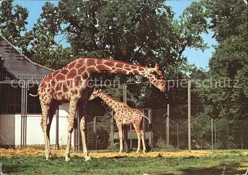 Giraffe Netzgiraffe Zoologischer Garten Dresden Kat. Tiere