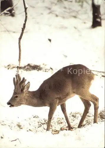 Reh Rehbock im Bast Kat. Tiere