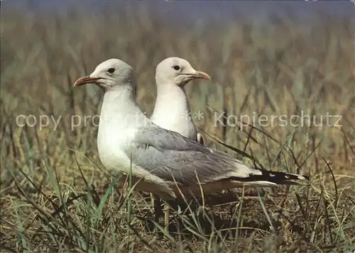 Moewen Sturmmoewe Larus canus  Kat. Tiere