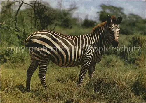 Zebra  Kat. Tiere