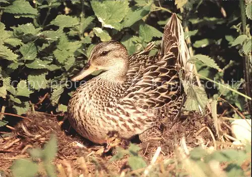 Enten Mittelente mit Kueken Kat. Tiere