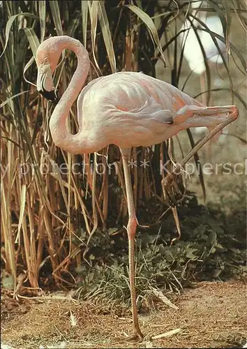 Flamingo 125 Jahre Zoologischer Garten Dresden  Kat. Tiere