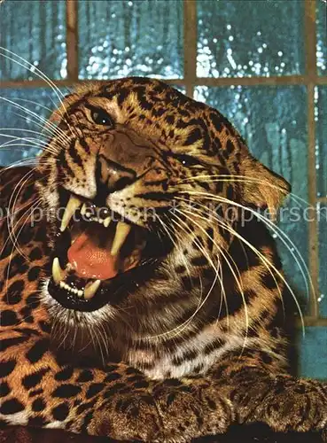 Tiere Chinesischer Leopard Zoo Leipzig Kat. Tiere
