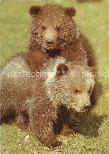 Baeren Junge Grizzlybaeren Zoo Leipzig Kat. Tiere