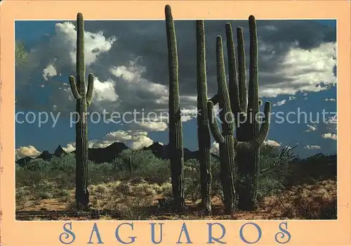 Kakteen Saguaros Sonoran Desert Organ Pipe Cactus National Monument  Kat. Pflanzen