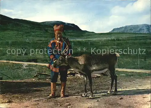 Rentier Lapp Reindeer Norway  Kat. Tiere