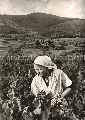 Ernte Landwirtschaft Weinlese Weinstrasse Winzerin Kat. Landwirtschaft