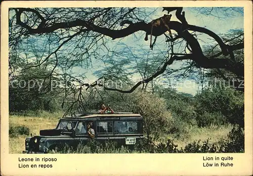 Loewe Leone in Riposo Fauna Africana  Kat. Tiere