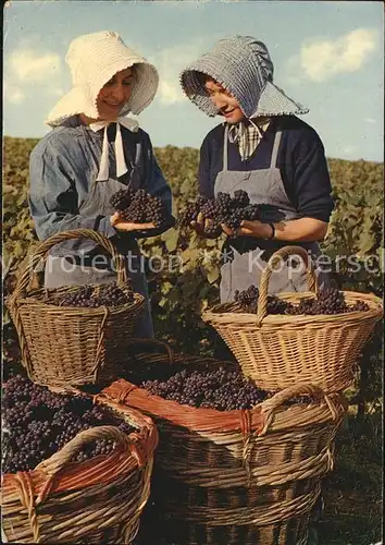 Ernte Landwirtschaft Weinlese Paysages Champenois  Kat. Landwirtschaft