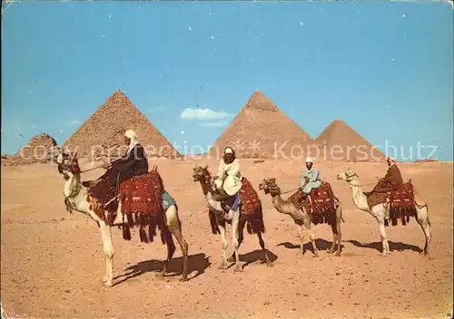 Kamele Giza Arab Camelriders Pyramids Kat. Tiere