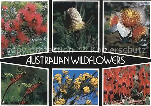 Blumen Australian Wildflowers Kunzea pulchella Orange Banksia Wattle  Kat. Pflanzen