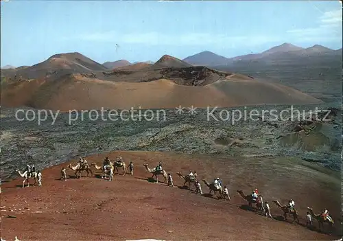 Kamele Lanzarote Caravanas Montanas de Fuego  Kat. Tiere
