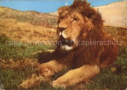Loewe aethiopien  Kat. Tiere