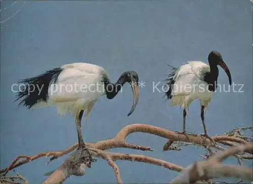Voegel Sacred Ibis Ethiopia   Kat. Tiere