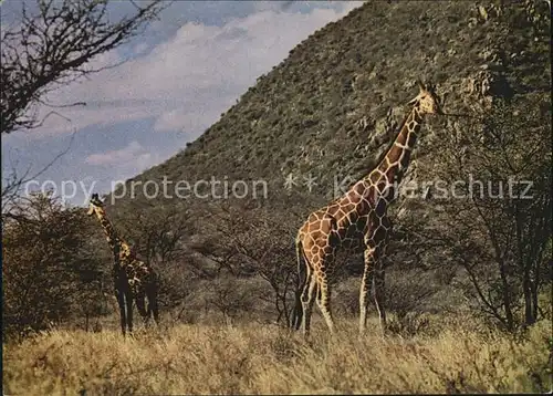 Giraffe El Kere Ethiopia  Kat. Tiere