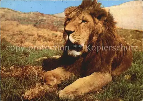 Loewe Ethiopia  Kat. Tiere