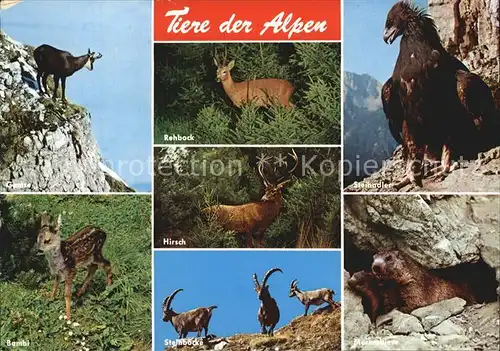 Tiere Alpen Rehbock Steinadler Bambi Gemse Hirsch  Kat. Tiere