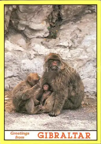 Affen Rock Apes Gibraltar  Kat. Tiere