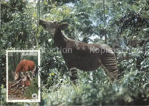 Tiere Okapi  Kat. Tiere