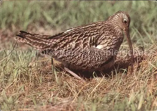 Voegel Brachvogel  Kat. Tiere