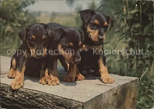 Hunde Welpen  Kat. Tiere