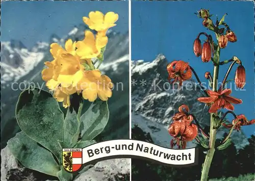 Blumen Gamsblume Aurikel Tuerkenbund Kat. Pflanzen