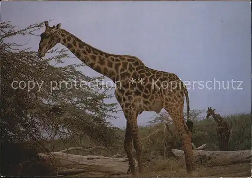 Giraffe Maasai Giraffe  Kat. Tiere