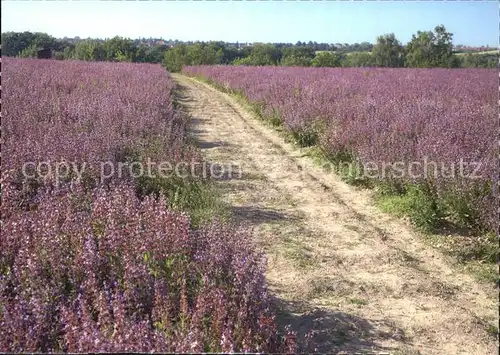 Blumen Feldweg Bluehende Salbeifelder Freital Kat. Pflanzen