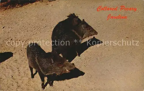 Schweine Collared peccary Javelina Halsbandpekari Kat. Tiere