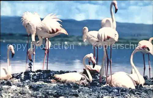 Flamingo Lake Nakuru Kenya  Kat. Tiere
