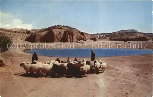 Schafe Sheep Raising Indian Country  Kat. Tiere