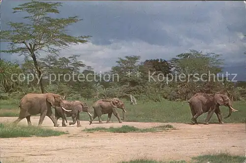 Elefant Elefanten Kat. Tiere