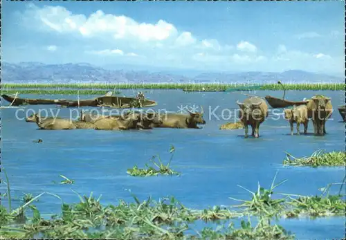 Bueffel Wasserbueffel Carabao Laguna Bay Philippines  Kat. Tiere