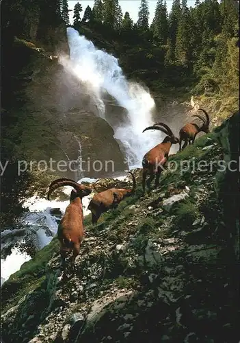 Steinbock Krimmler Wasserfaelle  Kat. Tiere