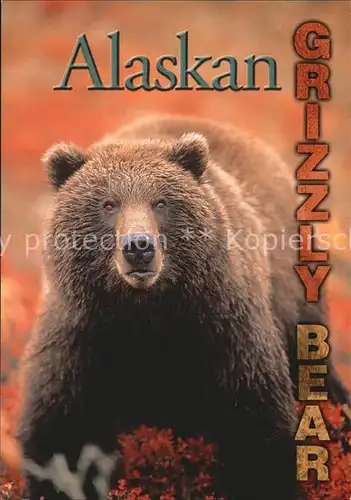 Baeren Alaskan Grizzly Bear  Kat. Tiere