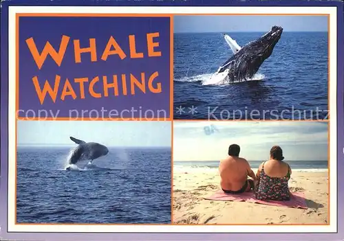 Wal Whale Watching  Kat. Tiere