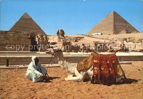 Kamele Giza Sphinx Pyramids of Cheops and Chephren Kat. Tiere