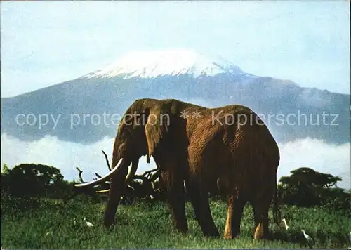 Elefant Kilimanjaro  Kat. Tiere