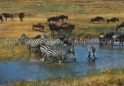 Zebra African Wild Life Wildebeeste Kat. Tiere