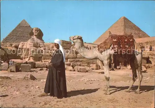 Kamele Giza Sphinx Pyramids of Cheops and Chephren Kat. Tiere