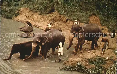 Elefant Katugastota River Ceylon Kat. Tiere