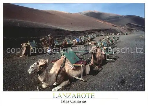 Kamele Lanzarote Islas Canarias Kat. Tiere