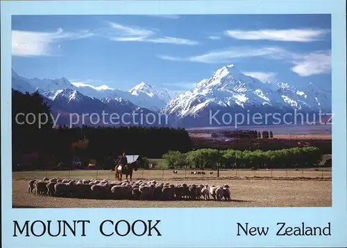 Schafe Mount Cook Glentanner Park Sheep Station New Zealand Kat. Tiere