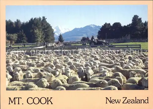 Schafe Sheep Yards Braemar Station Mount Cook New Zealand  Kat. Tiere