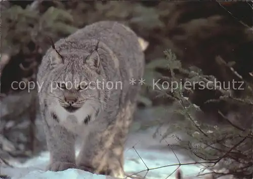 Tiere Lynx of Canada  Kat. Tiere