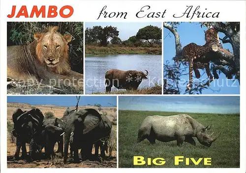 Tiere Big Five East Africa Loewe Nashorn Elefanten Leopard  Kat. Tiere